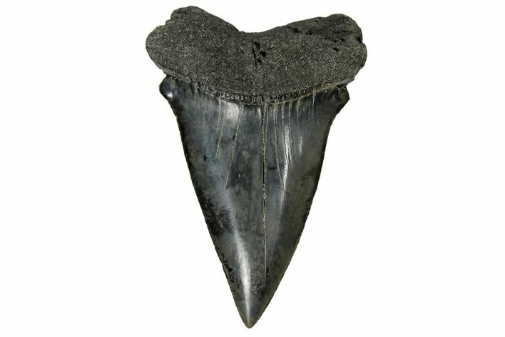 Large, Fossil Broad-Toothed Mako Tooth - South Carolina #170442
